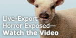 Live Export Horror Exposed - Watch the Video